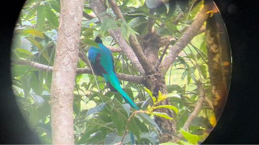 Quetzal