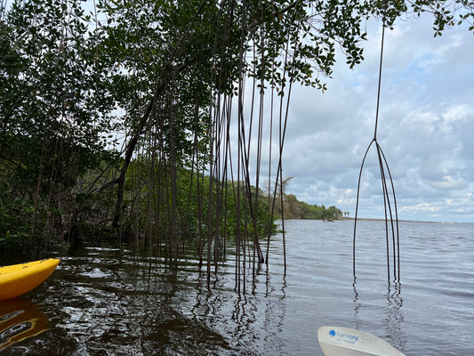 Mangrove Trees