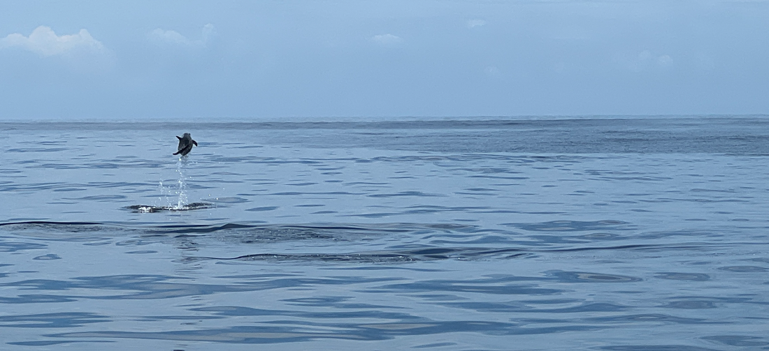 WHALE WHO REFUSES TO POOP SHOWN IMPORTANCE OF ITS JOB