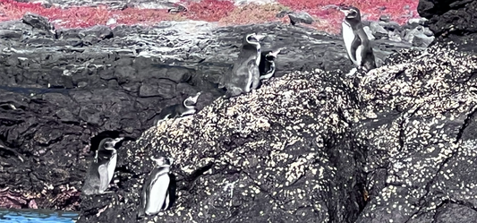 Penguins