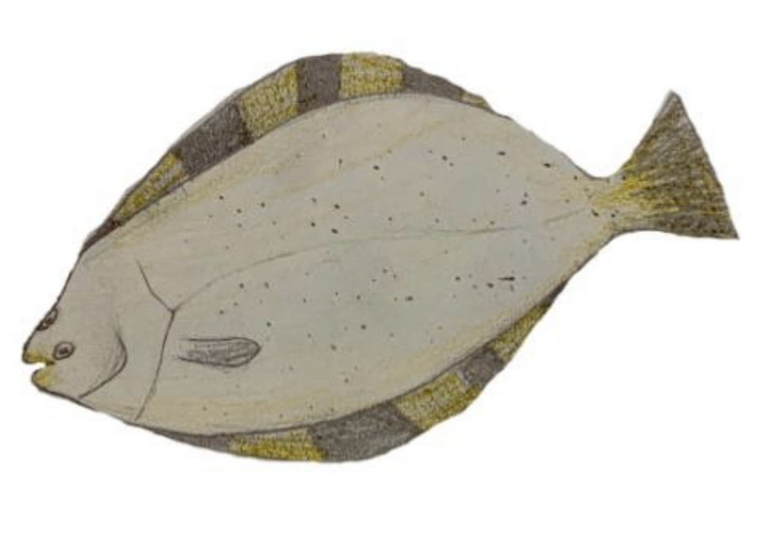 The Star Flounder: Platichthys Stellatus